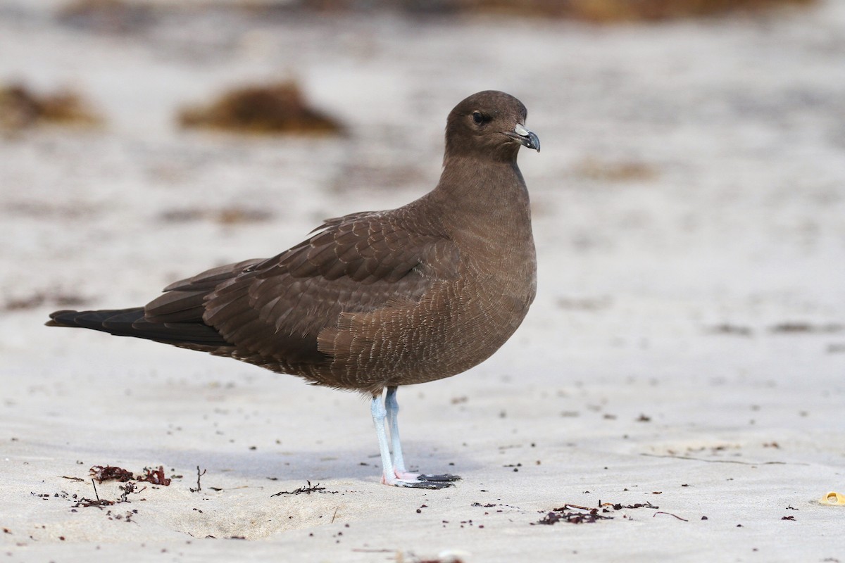 Long-tailed Jaeger - ML224031741