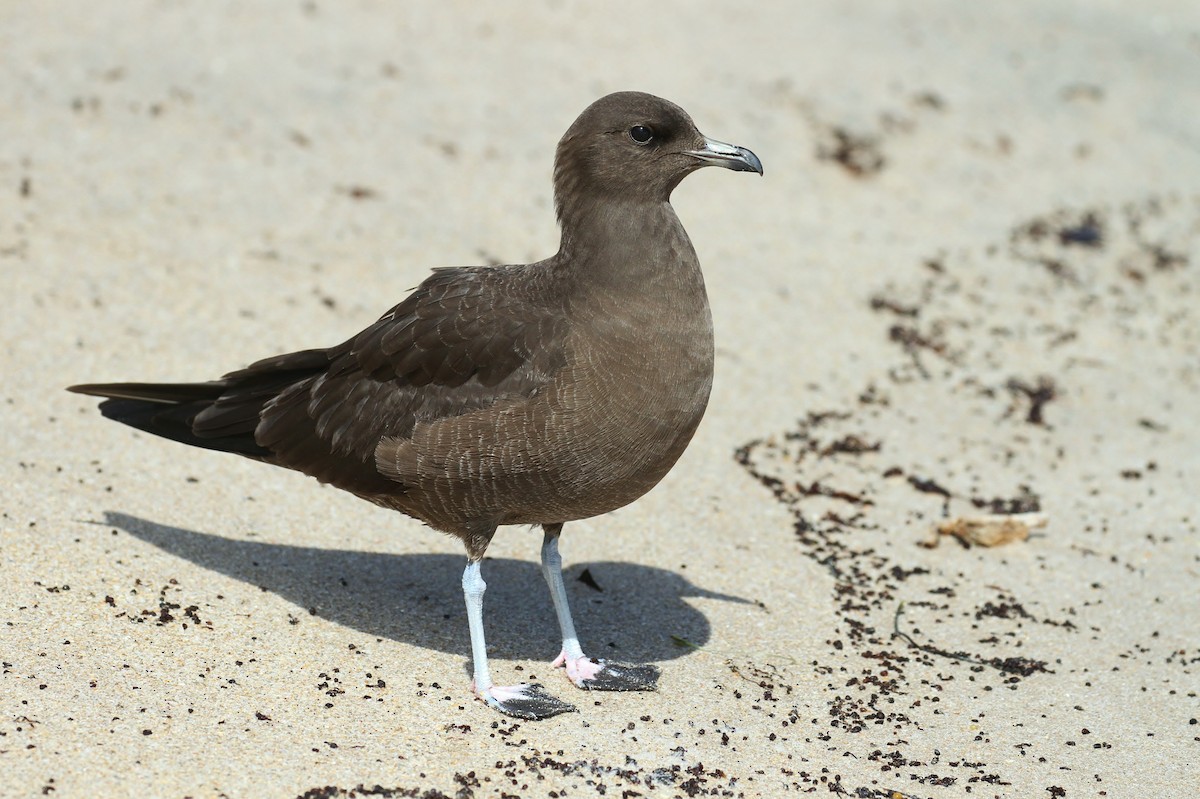 Long-tailed Jaeger - ML224031751