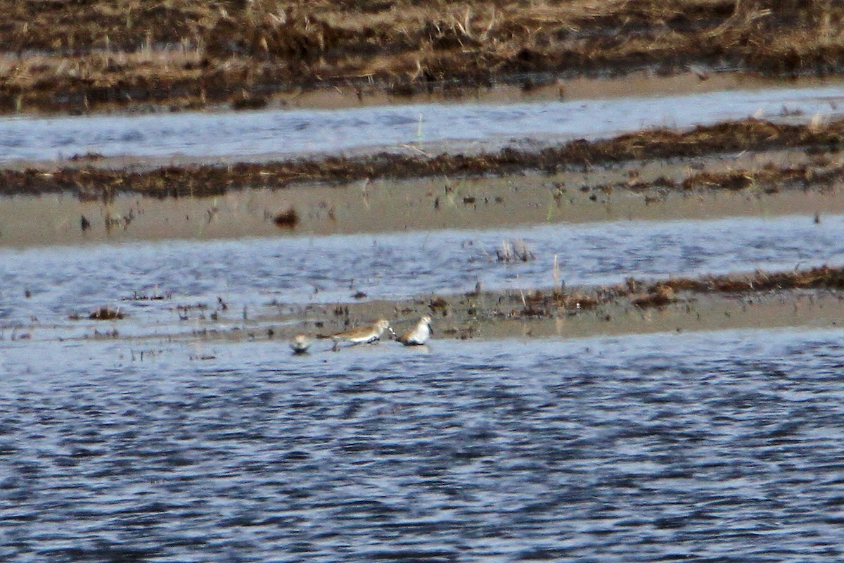 Dunlin - ML224032871