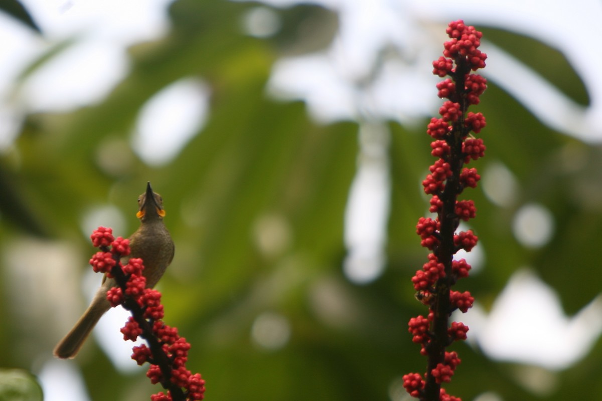 Northern Wattled-Honeyeater - ML224032931