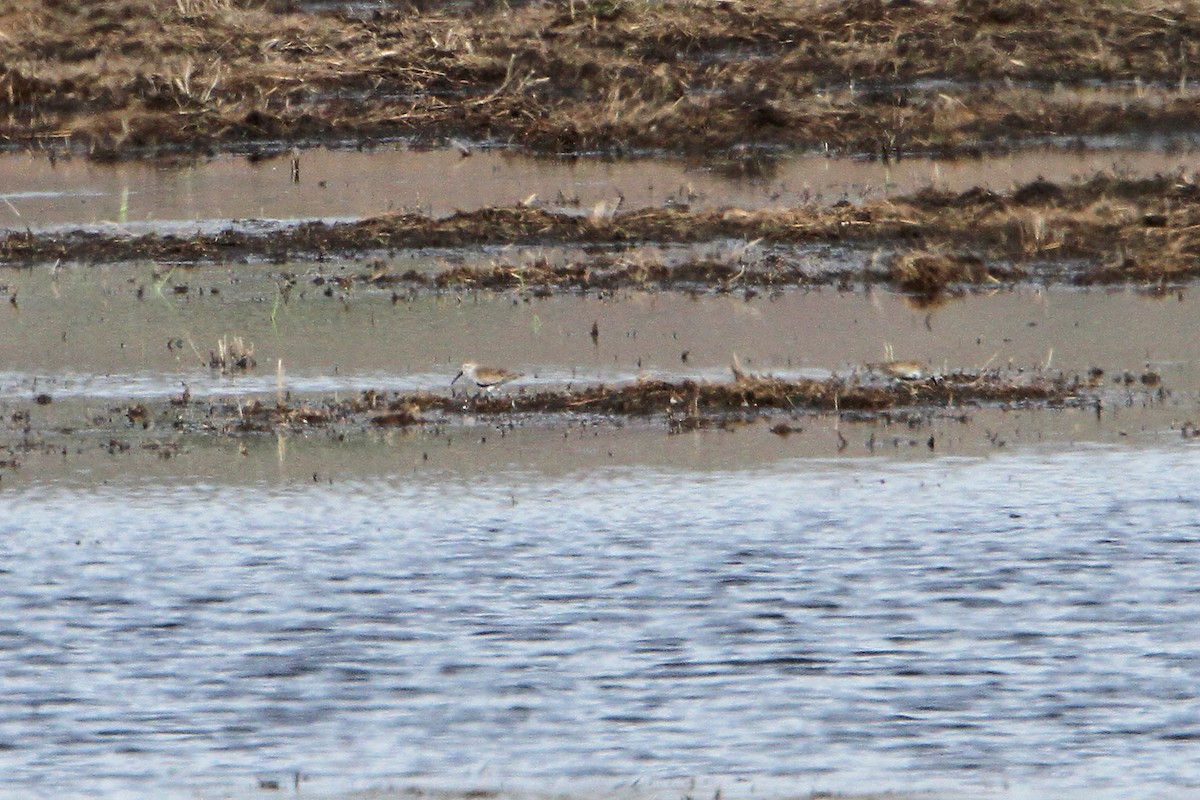 Dunlin - Marlene Cashen