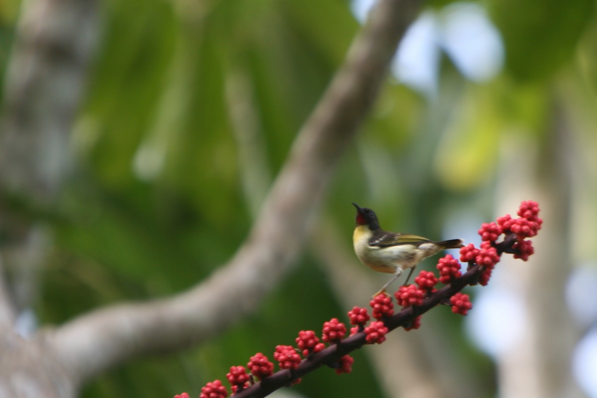 Orange-breasted Myzomela - Bruce Robinson