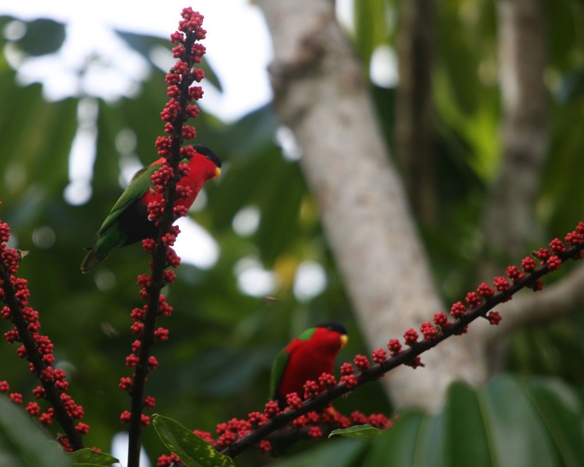 Collared Lory - ML224033071