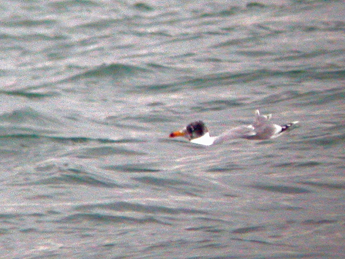 Pallas's Gull - ML22403311