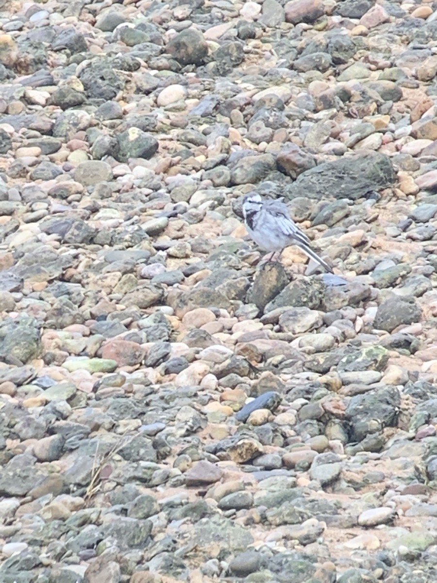 White Wagtail - ML224033121