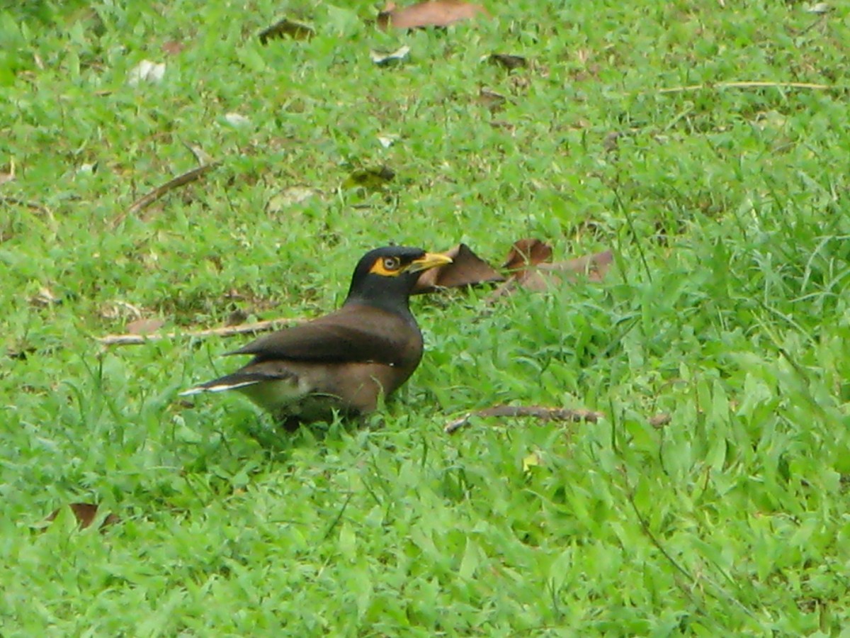 Common Myna - ML224033501