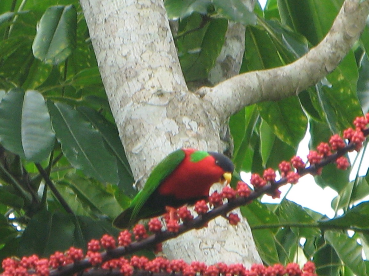 Collared Lory - Bruce Robinson