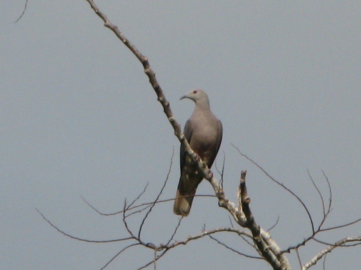 Peale's Imperial-Pigeon - Bruce Robinson