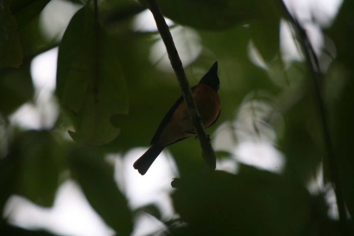 Vanikoro Flycatcher - Bruce Robinson