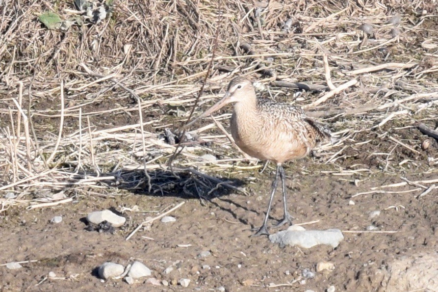 Marbled Godwit - ML224034391