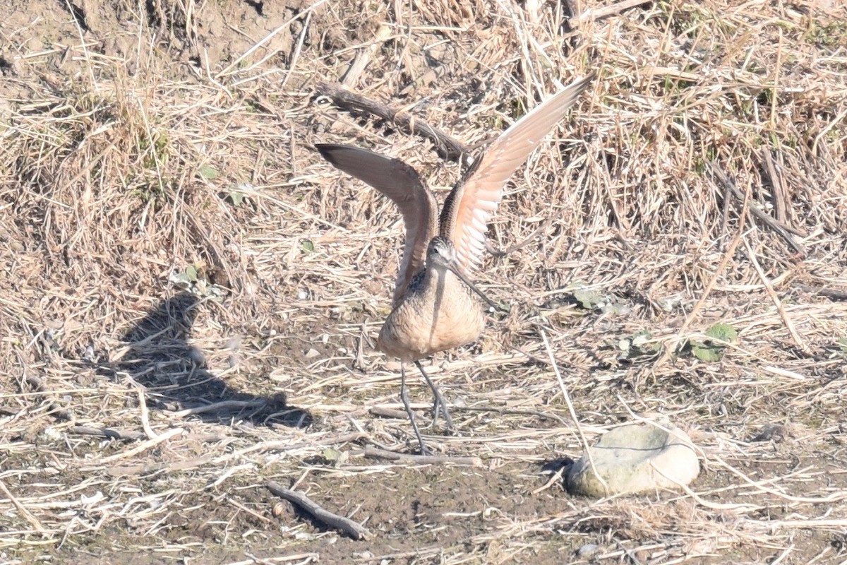 Marbled Godwit - ML224034401