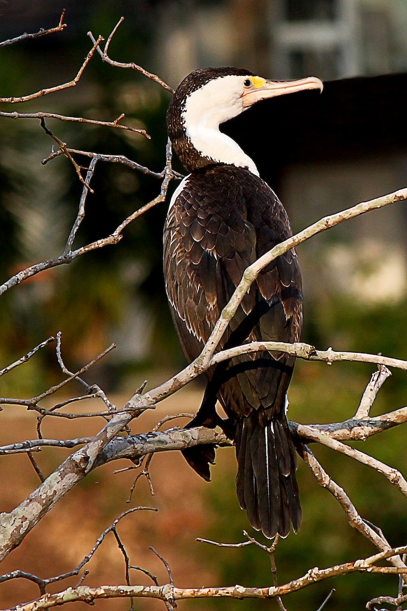 Pied Cormorant - ML224037641