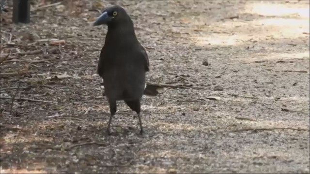 Pied Currawong - ML224039321