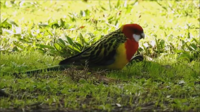 Eastern Rosella - ML224039331