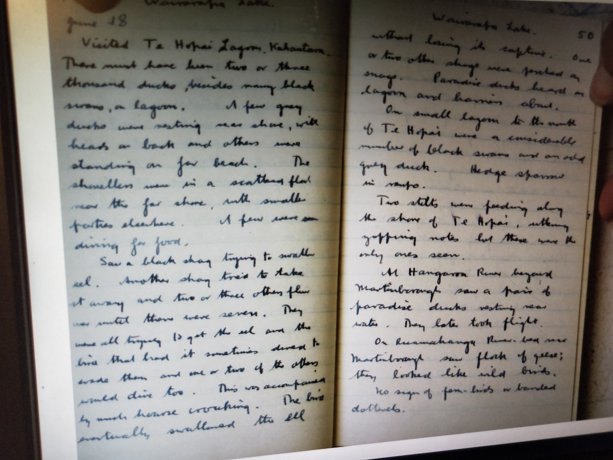 鸕鷀 - ML224039361