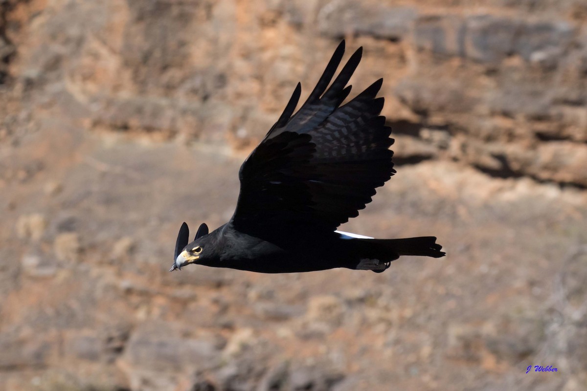 Águila Cafre - ML224040471