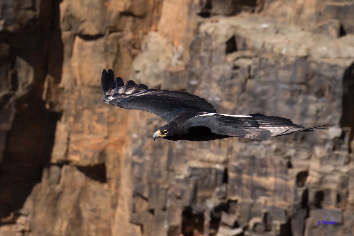 Verreaux's Eagle - ML224040481