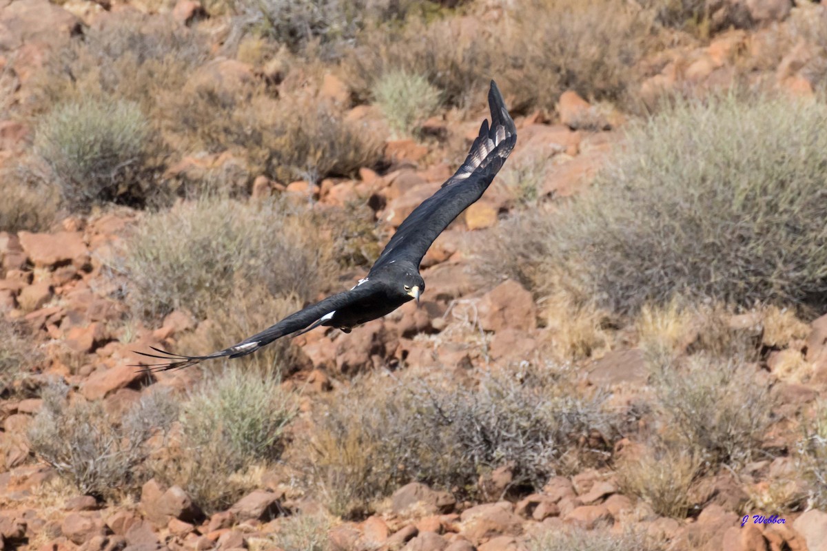 Verreaux's Eagle - ML224040501