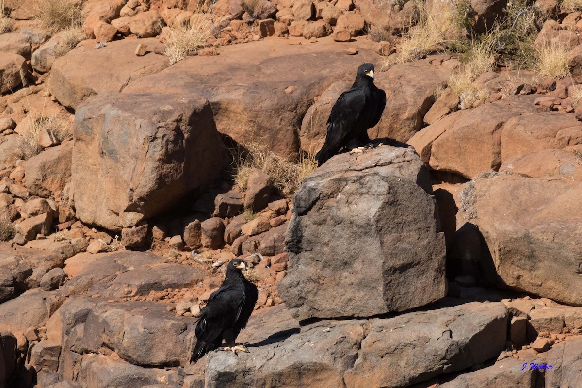 Verreaux's Eagle - Jodi Webber