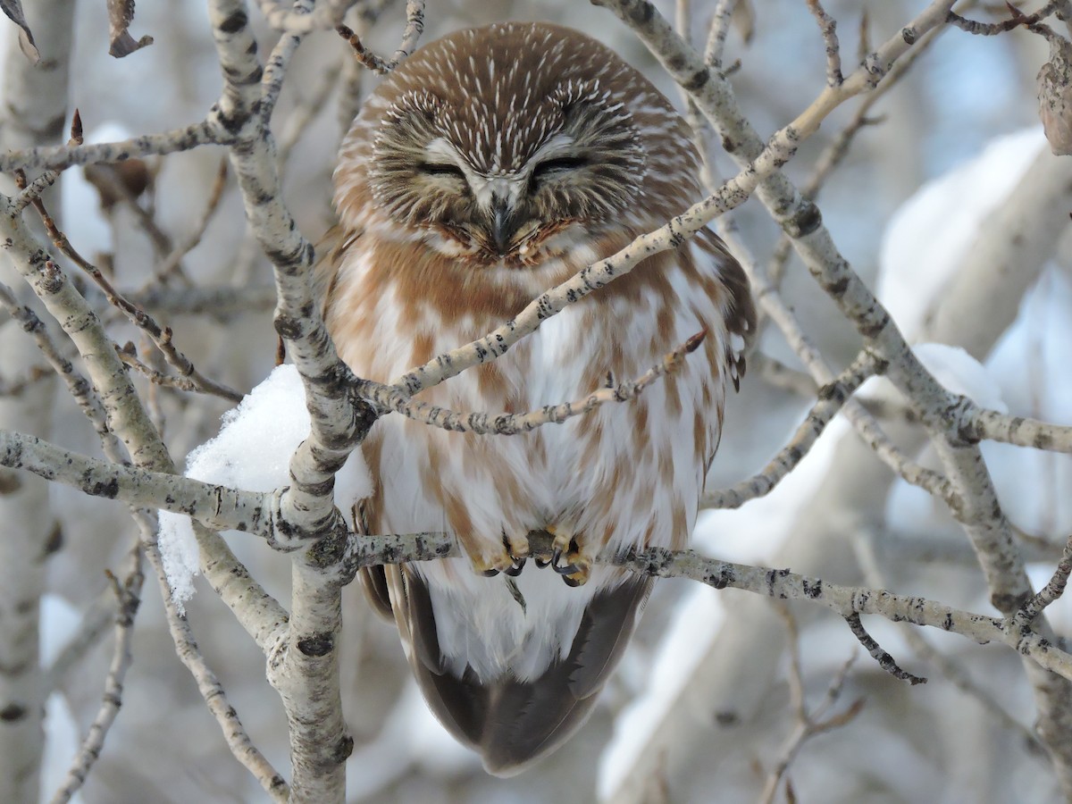 Northern Saw-whet Owl - ML22404241