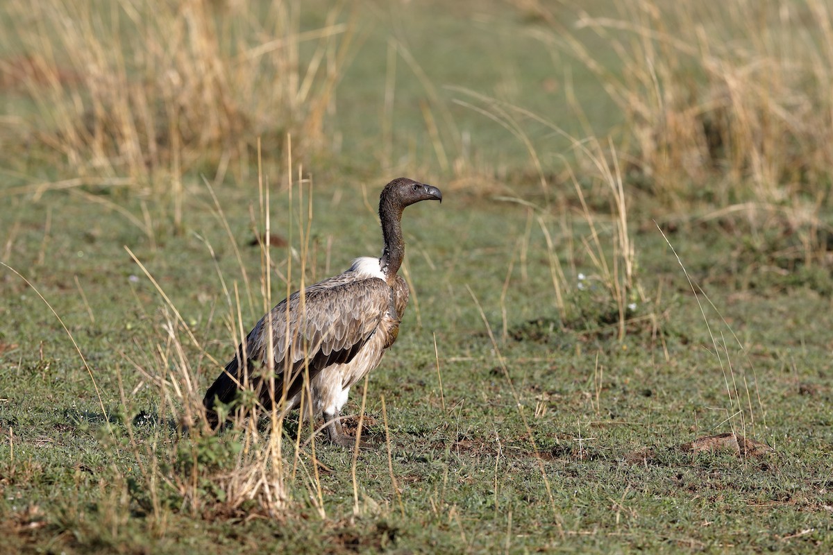 White-backed Vulture - ML224044041