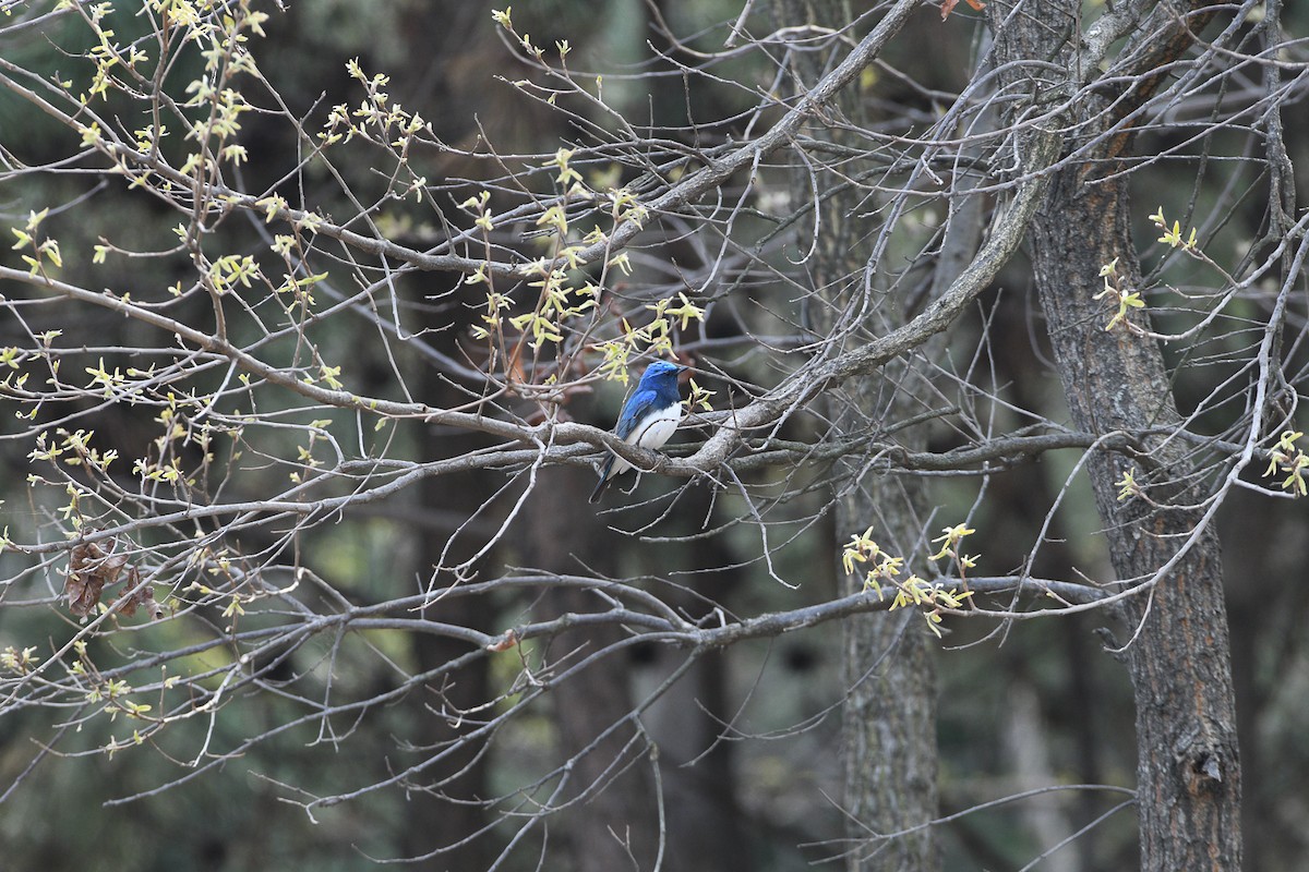 Blue-and-white Flycatcher - ML224044621
