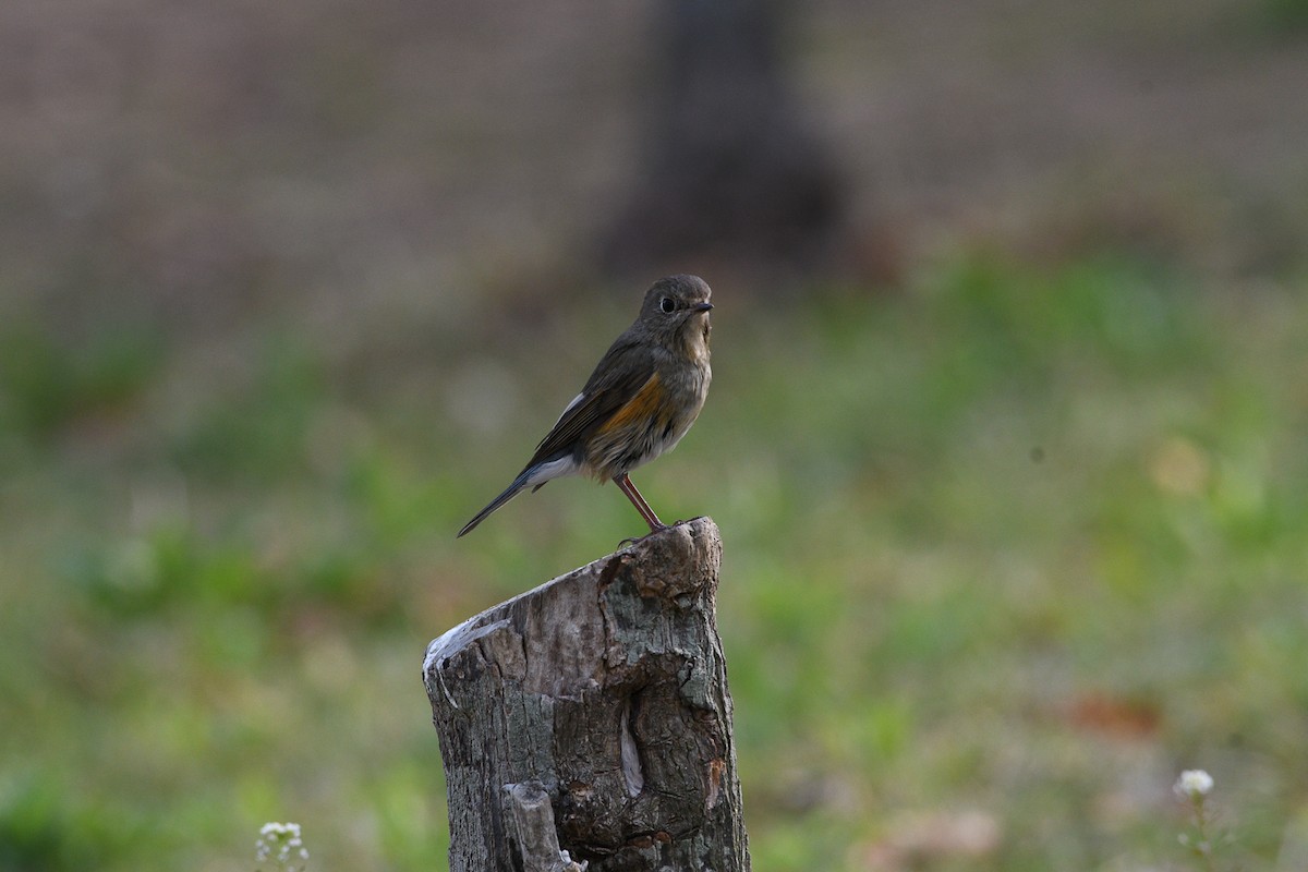 Red-flanked Bluetail - ML224044641