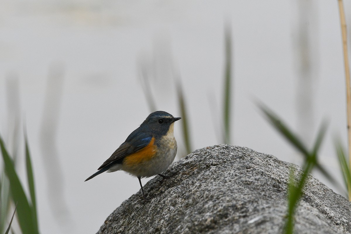 Red-flanked Bluetail - ML224044651