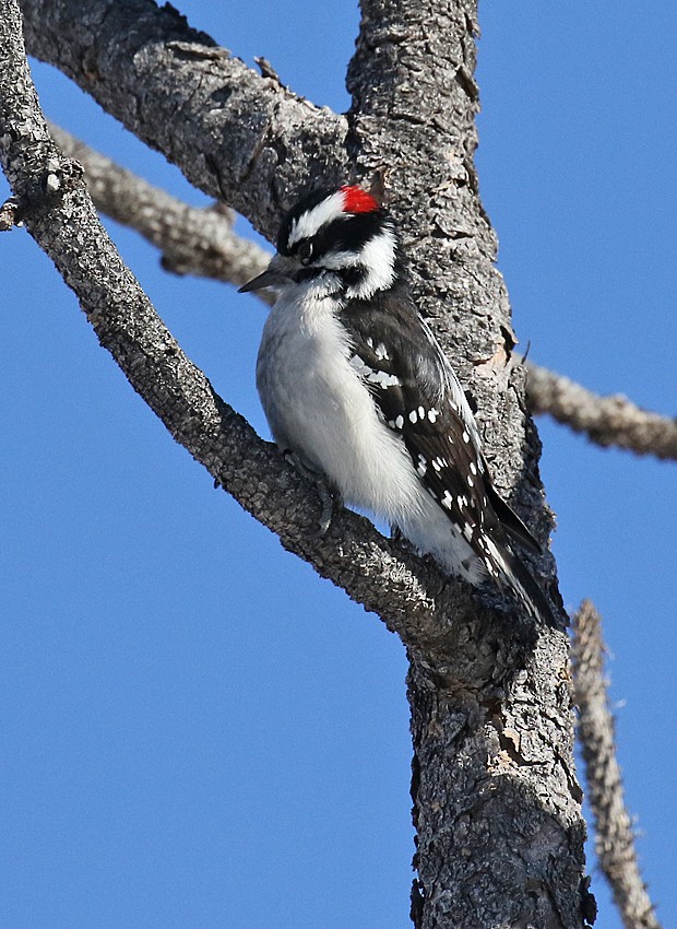 Downy Woodpecker (Rocky Mts.) - ML22404501