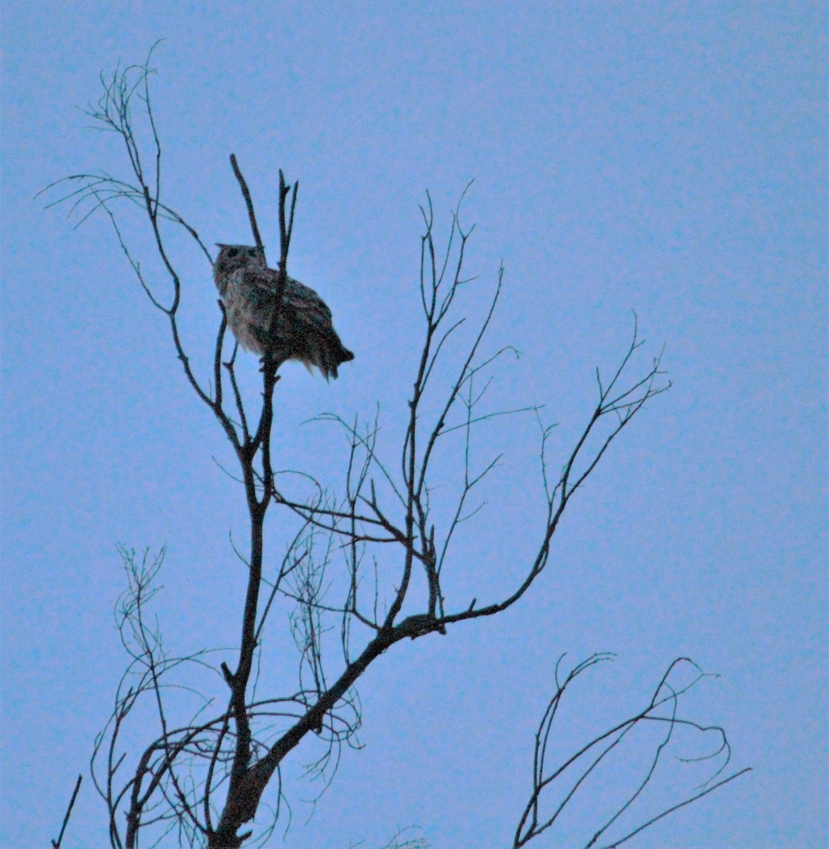 Rock Eagle-Owl - ML224046161