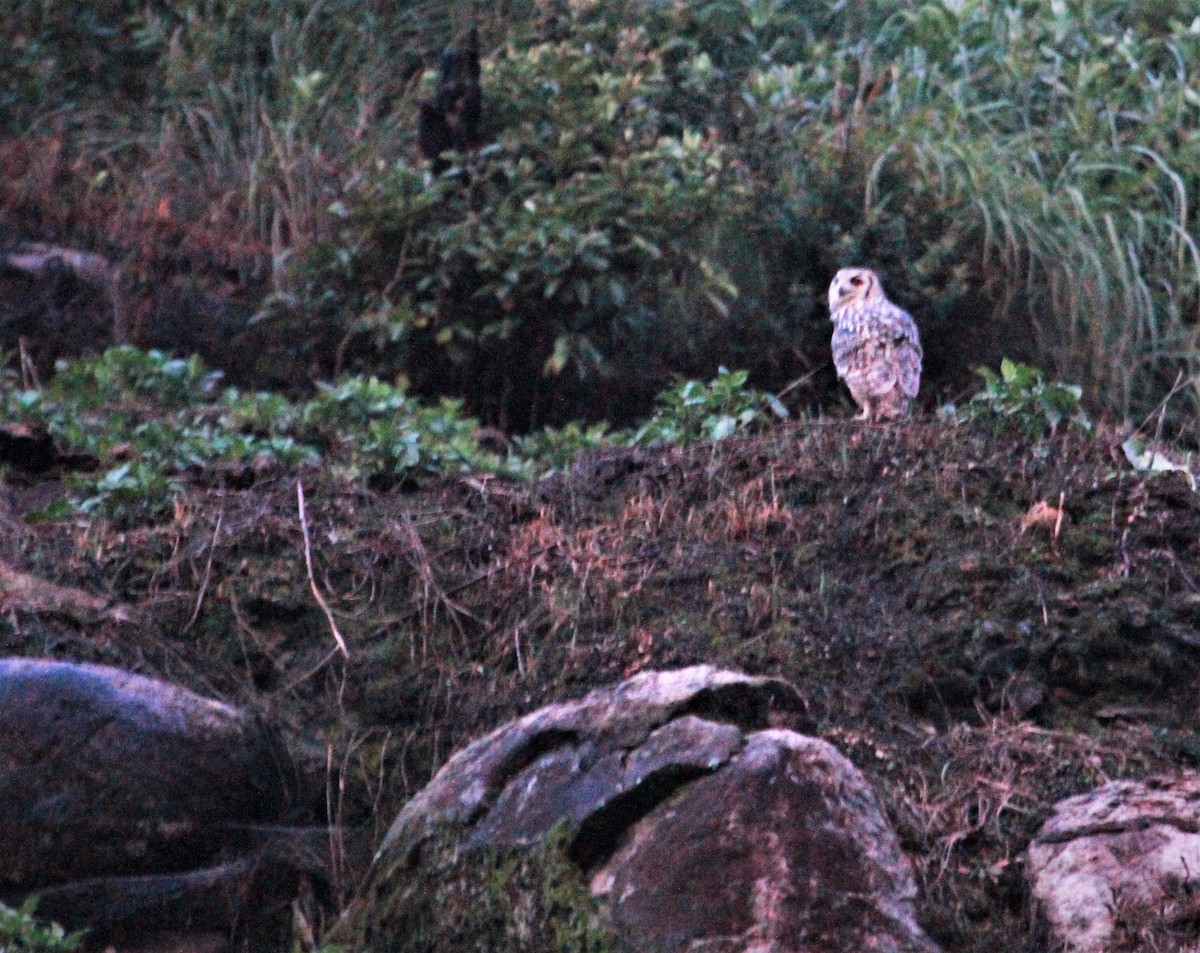 Rock Eagle-Owl - ML224046171