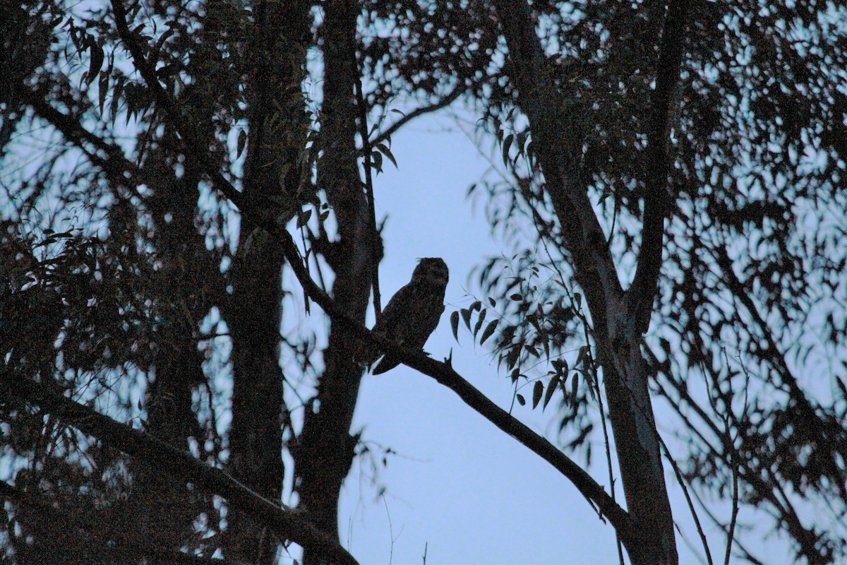 Rock Eagle-Owl - ML224046191