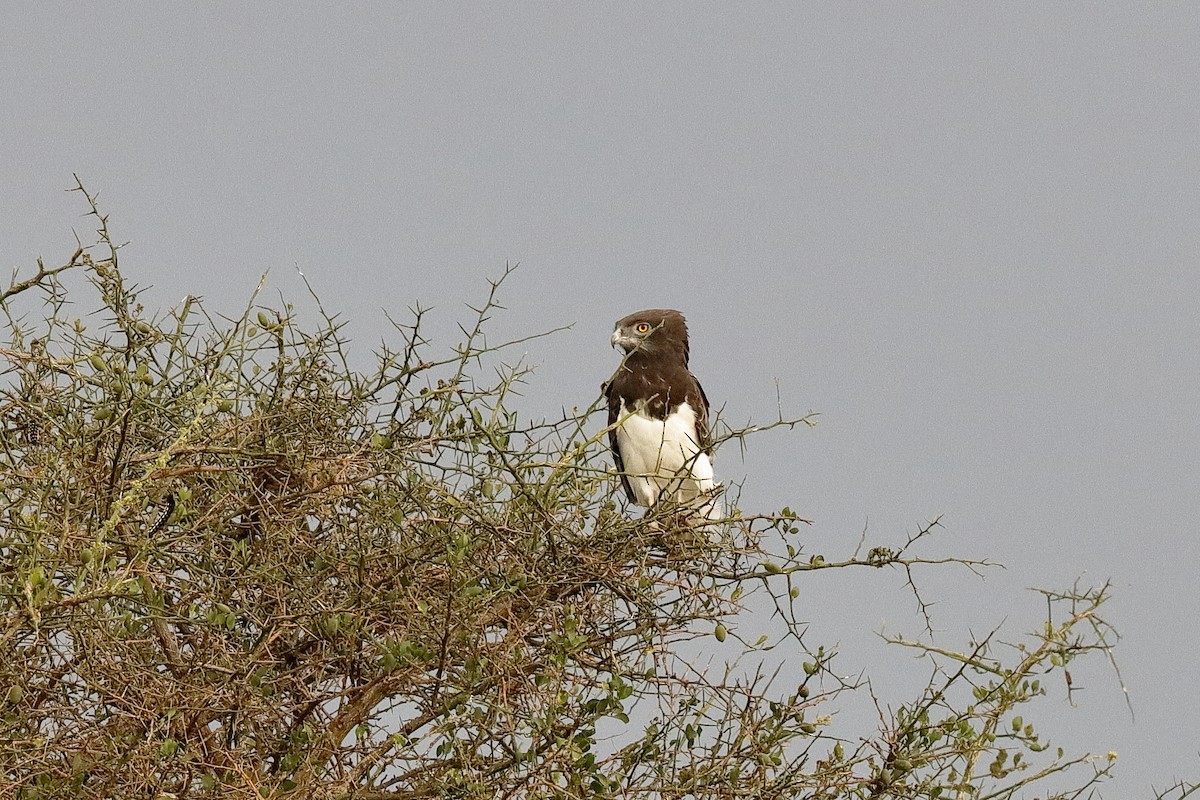 Black-chested Snake-Eagle - ML224046571