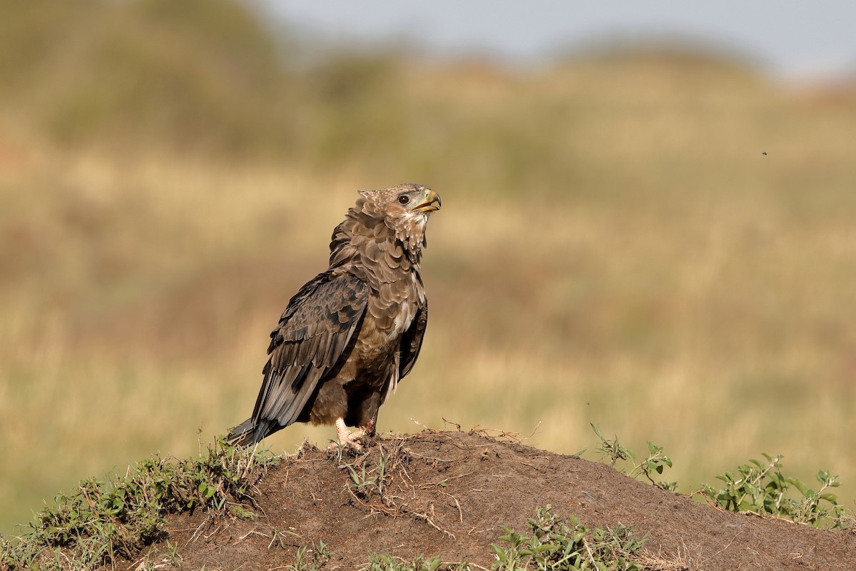 Bateleur - ML224046581