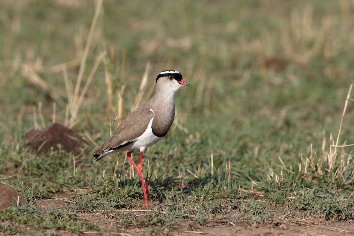 Crowned Lapwing - ML224046591