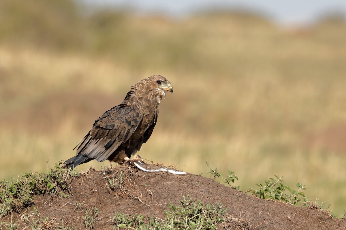 Bateleur - ML224046601