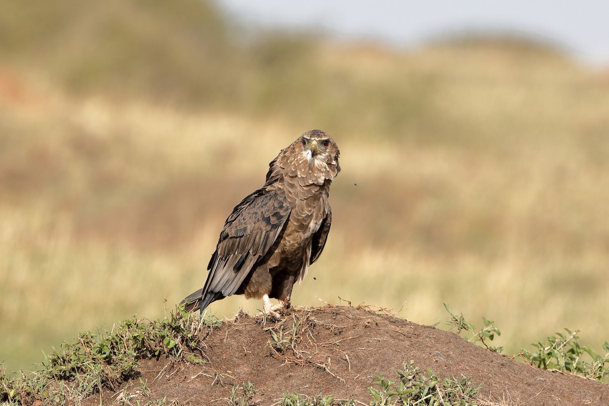 Bateleur - ML224046611