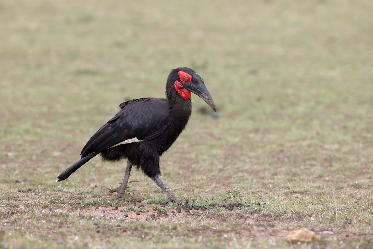 Southern Ground-Hornbill - ML224047551