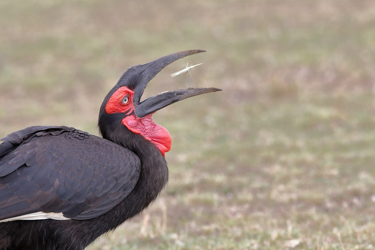 Southern Ground-Hornbill - ML224047561