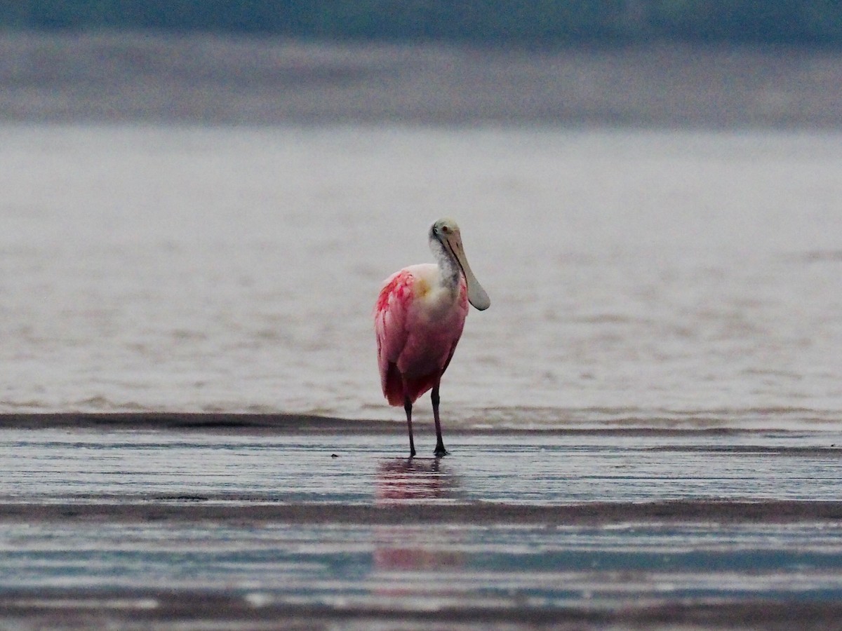 Roseate Spoonbill - ML224047711