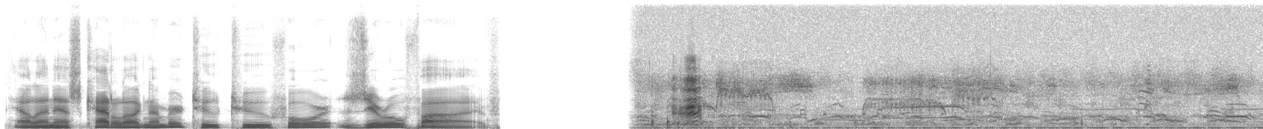 Glossy Ibis - ML22405