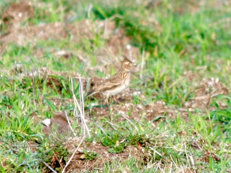 Wood Lark - ML22405021