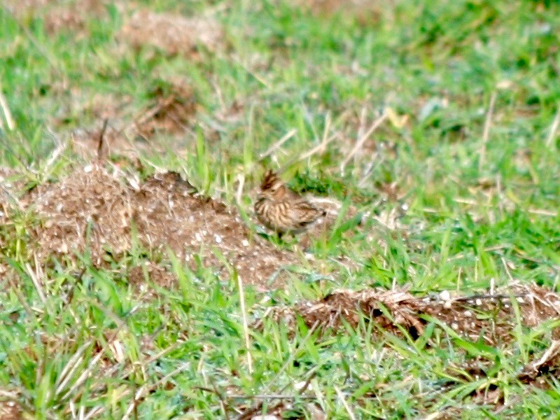 Wood Lark - Ricardo Melo