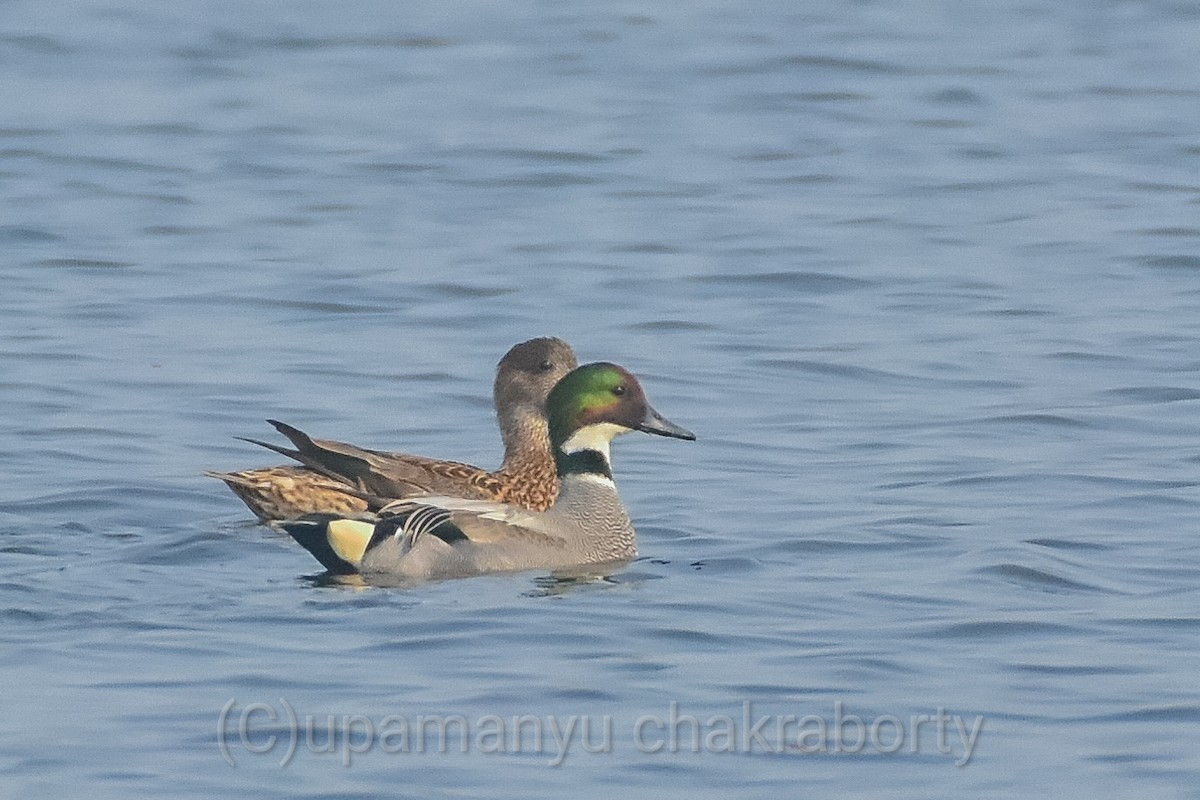 Falcated Duck - Upamanyu Chakraborty