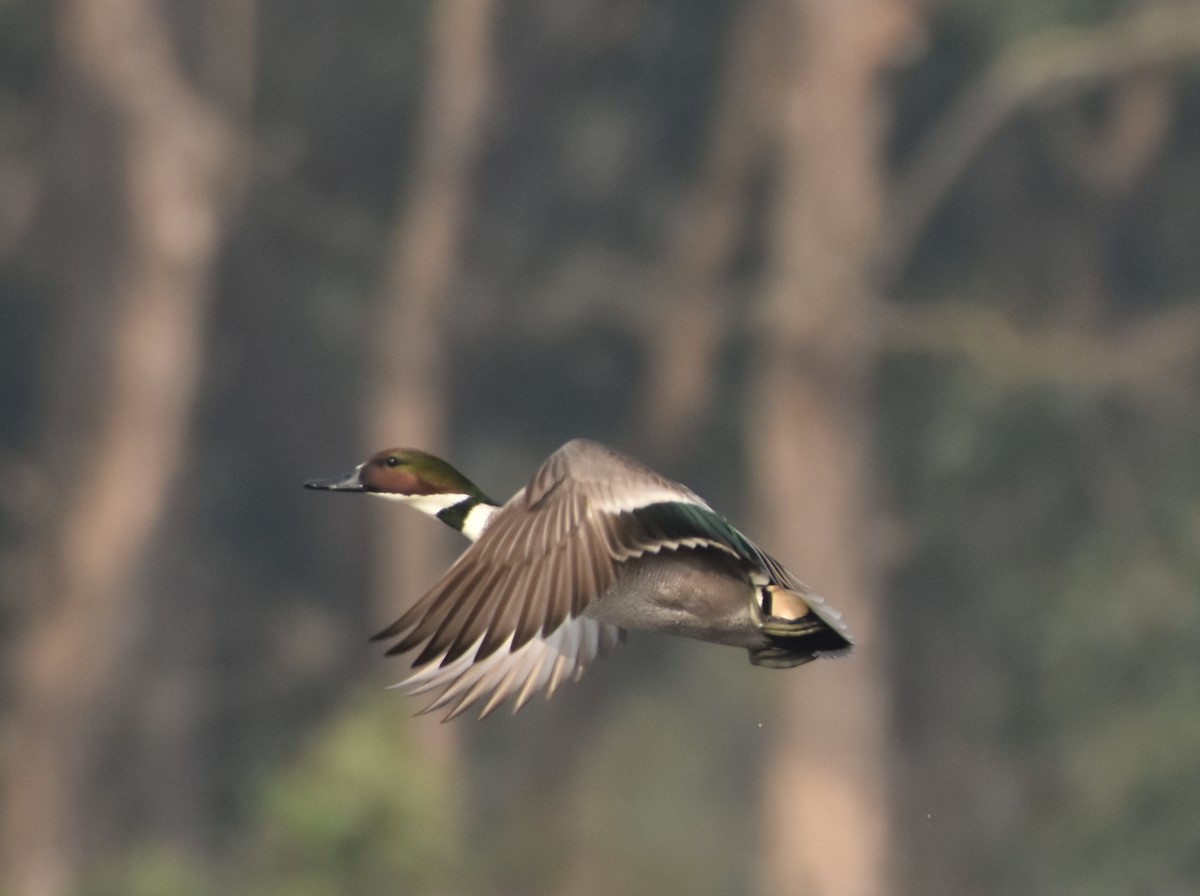 Falcated Duck - Upamanyu Chakraborty