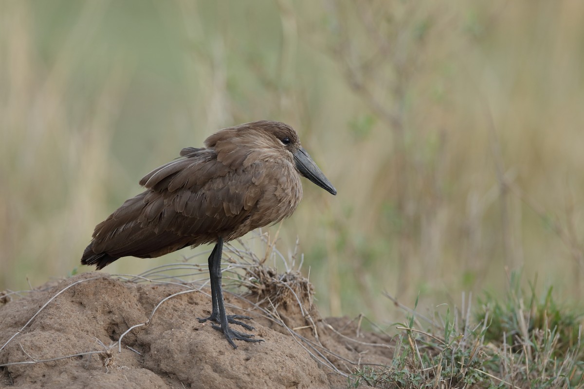 Hamerkop - ML224053391