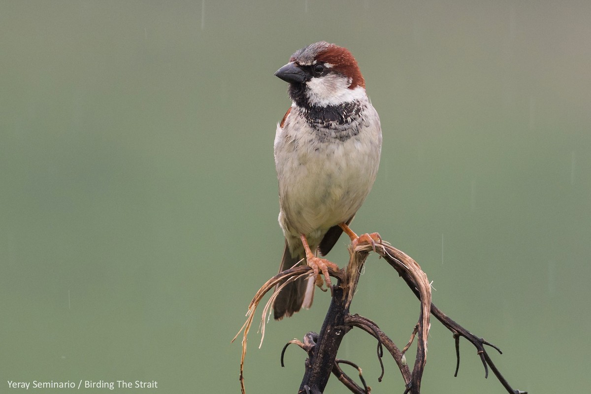 House Sparrow - Yeray Seminario