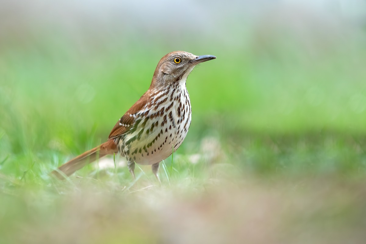 Brown Thrasher - ML224055581