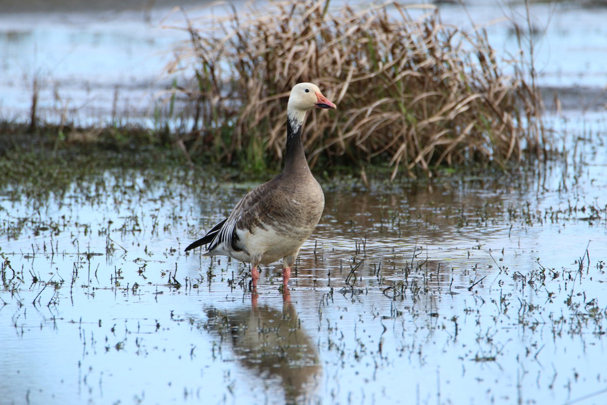 Snow Goose - ML22405671