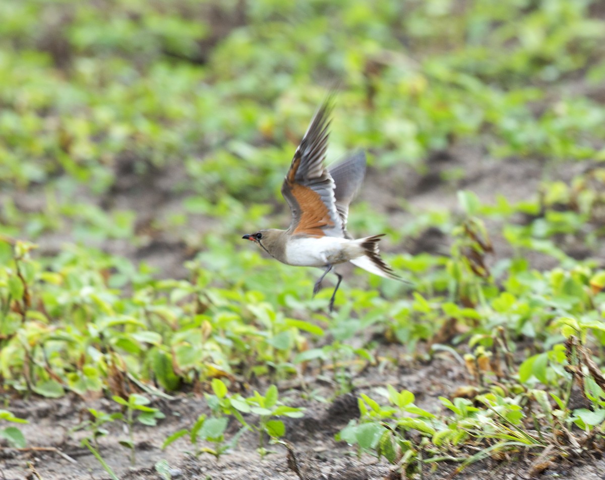Collared Pratincole - ML224057031